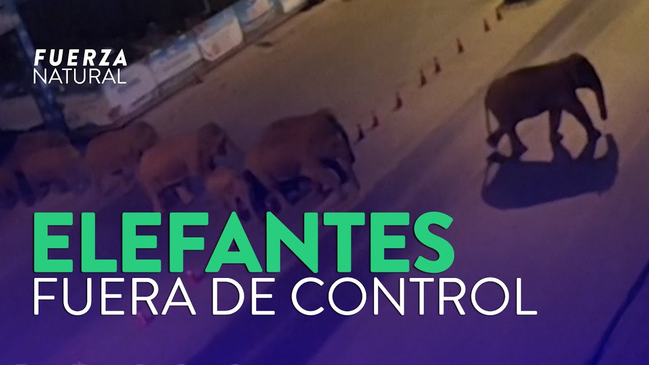 NADA NI NADIE puede detener A 15 ELEFANTES en CHINA