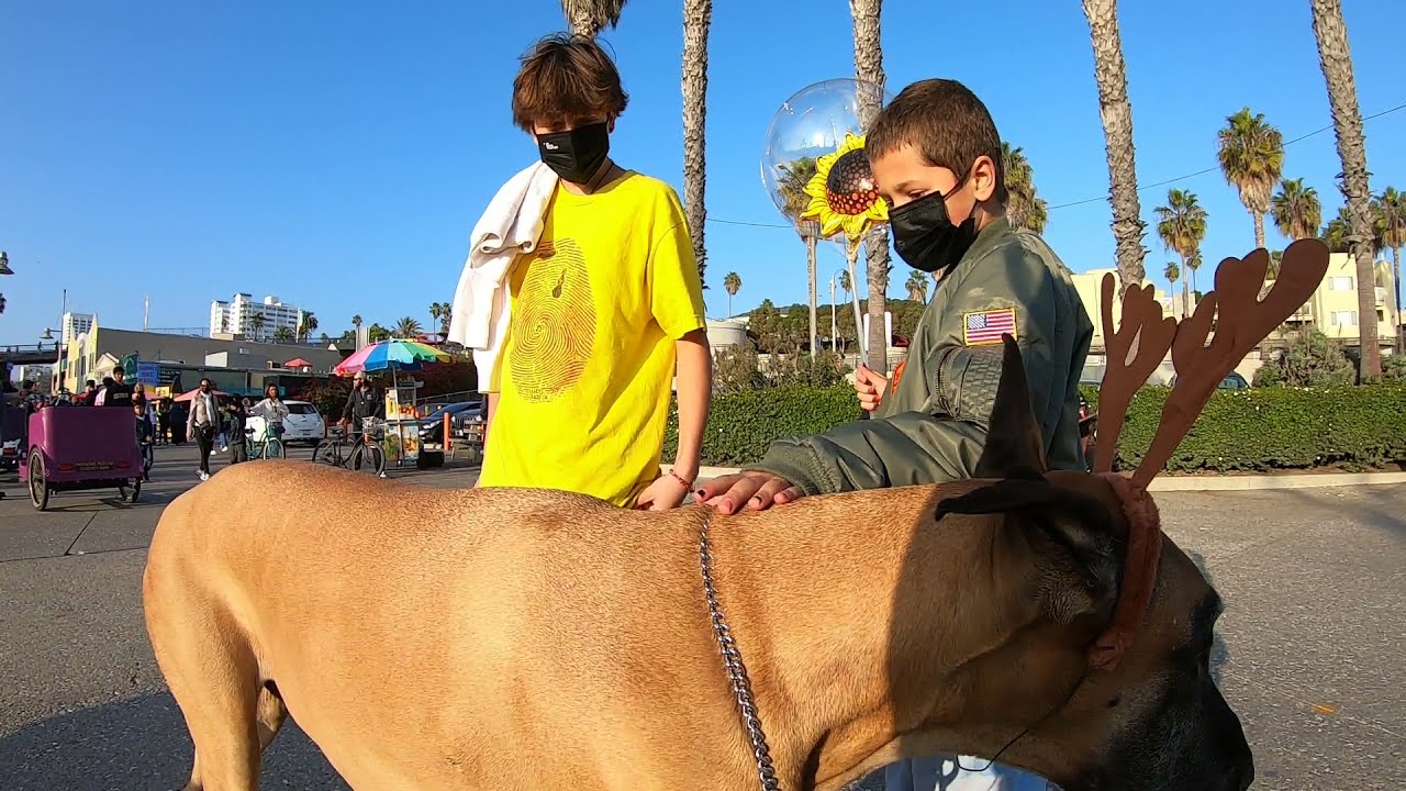Cash 2.0 Great Dane holiday season in Santa Monica 3