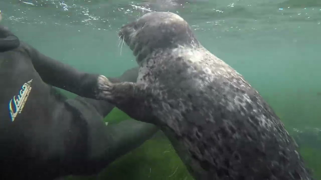 Tetsuo Hara with Harbor Seal at La Jolla, San Diego, CA, USA 2017.7.14.