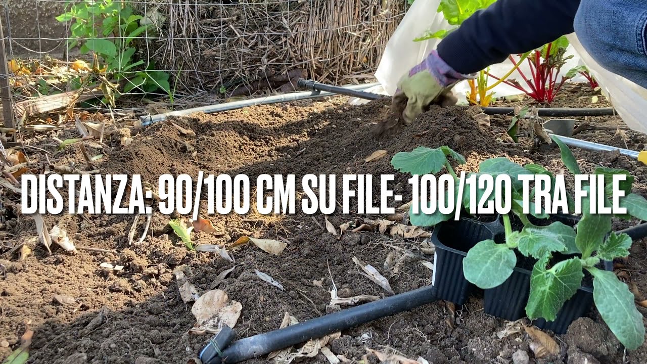 Orto in 20 mq: messa a dimora pomodori e zucchine (con aggiunta di compost) aprile 2021