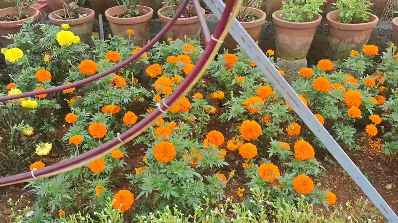 Beautiful Kerala Garden Tour | Colorful Flowers in Full Bloom 🌺🌼🌿