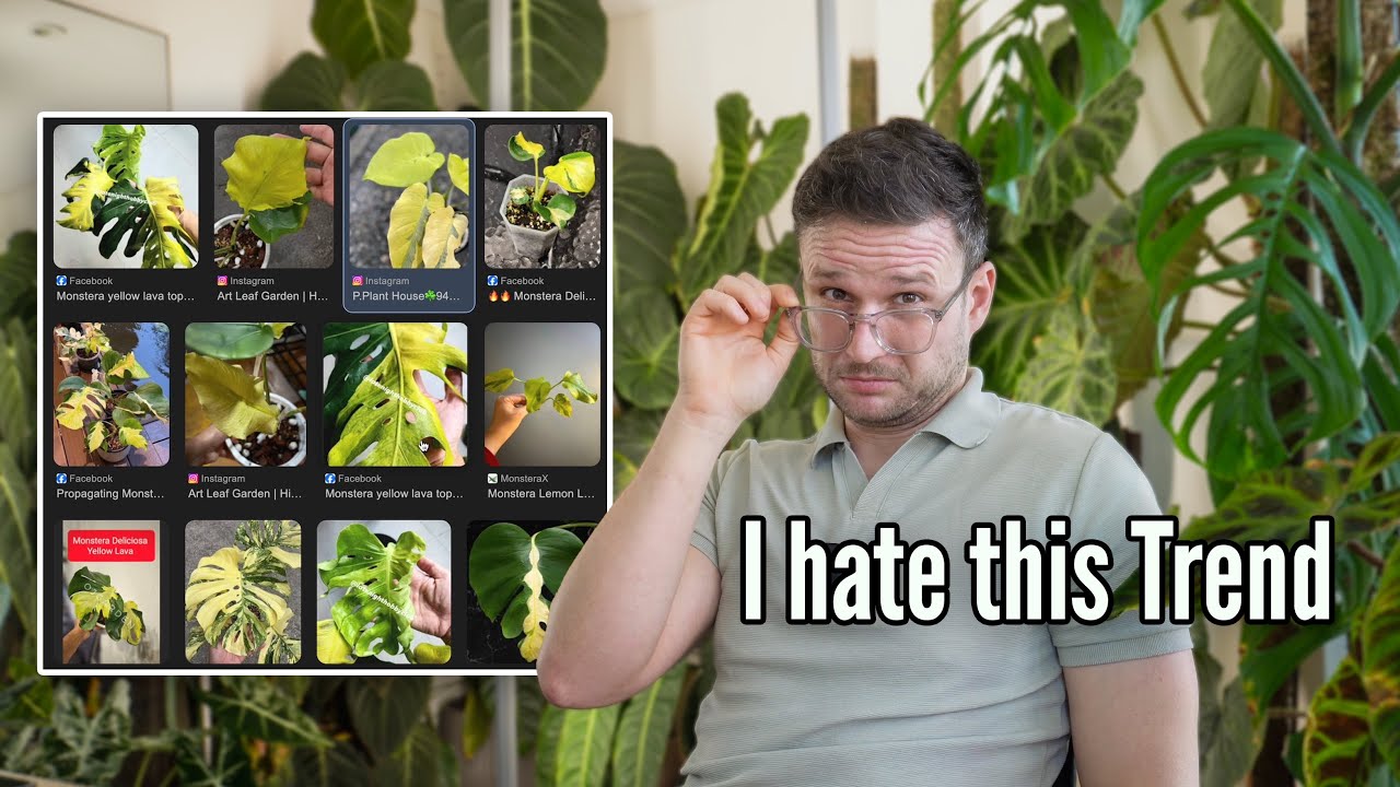 What's Hot Right Now: Reacting to Trending House Plants
