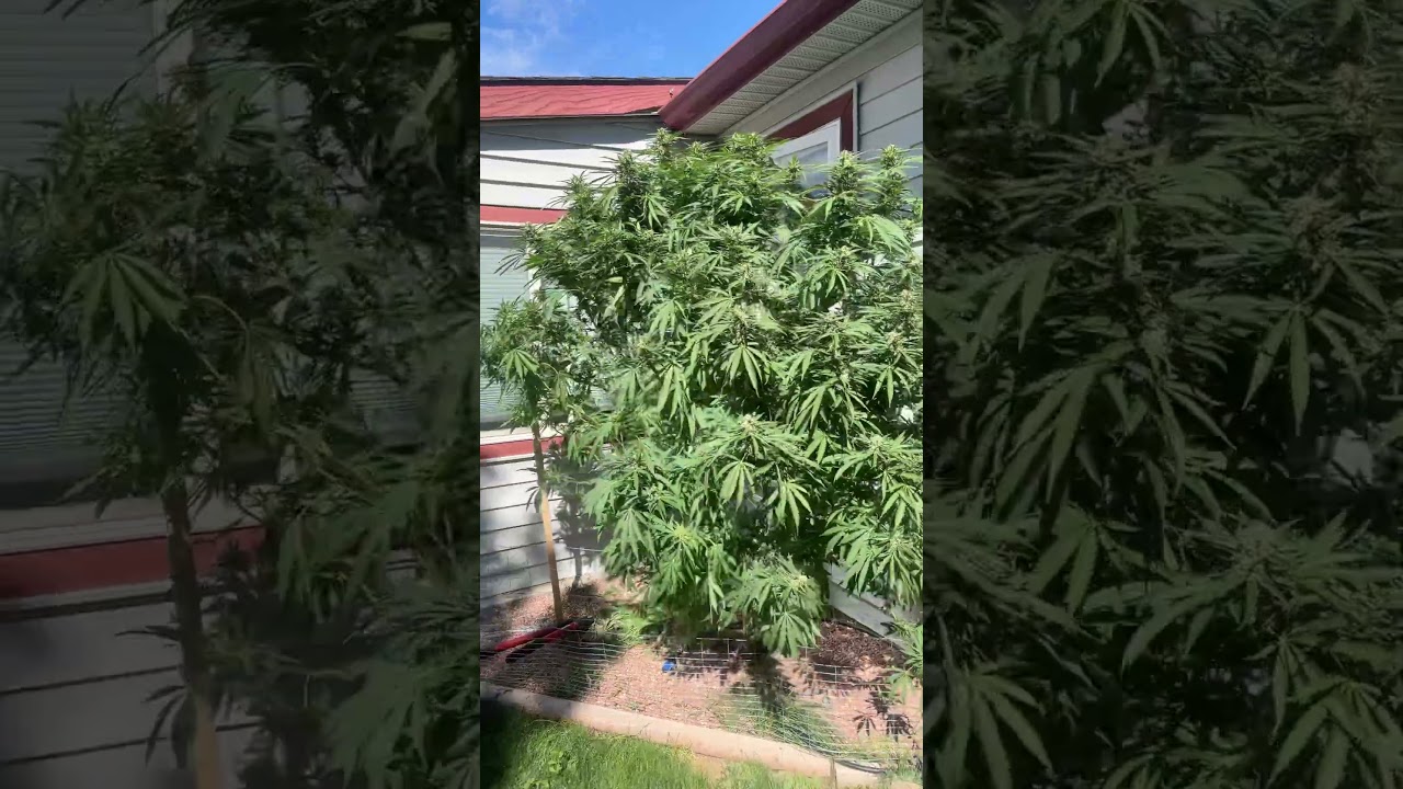Ricky&rsquo;s hash plant is filling in super dense