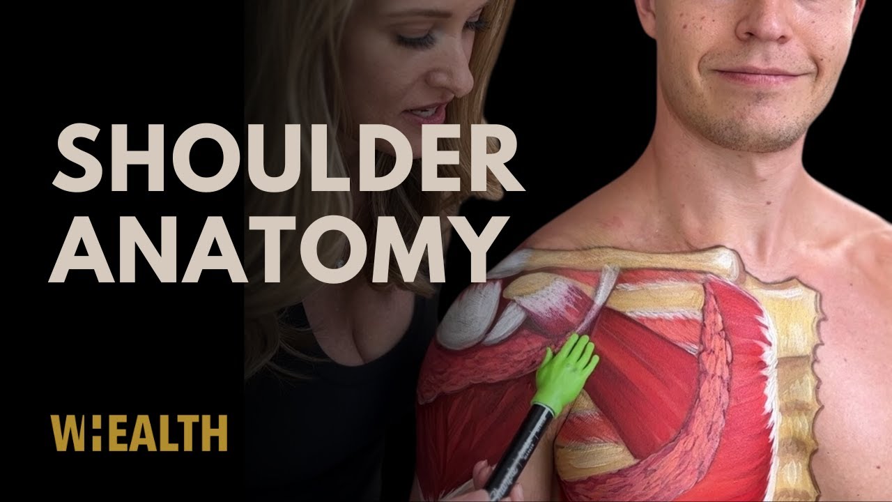 Shoulder anatomy made simple - learn anatomy of human body