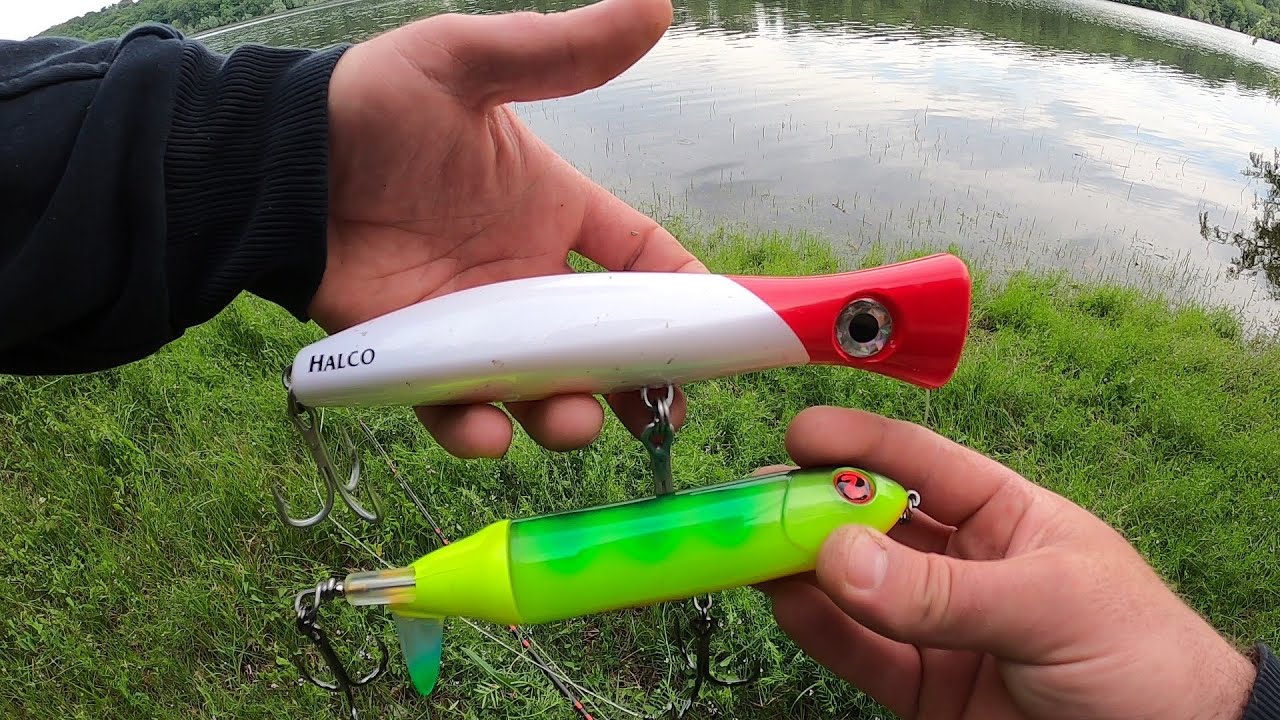 attaque silure surface au whopper plopper
