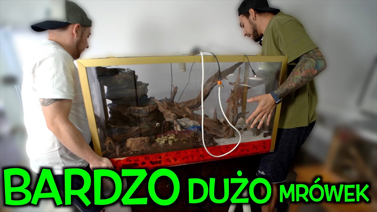 GIGANTYCZNA KOLONIA MR&Oacute;WEK OD WIDZA 🤯 Camponotus nicobarensis