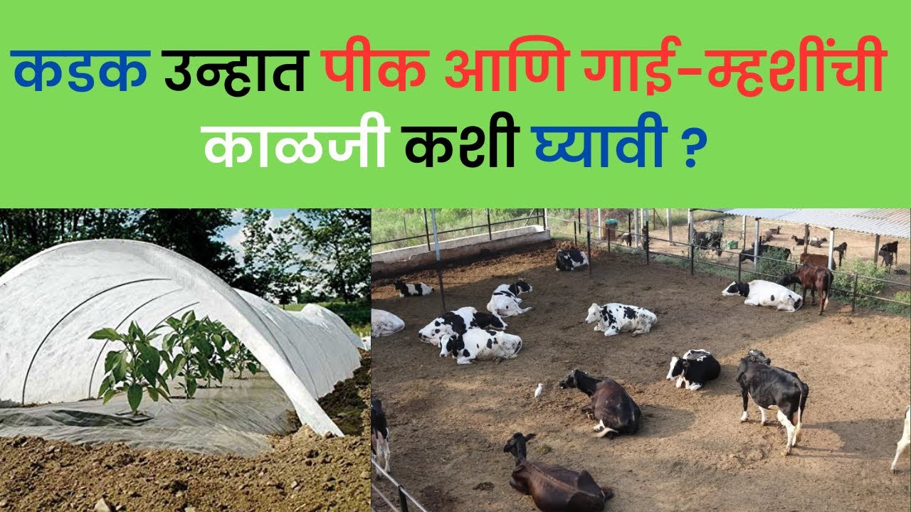 कडक उन्हात पिक आणि गाई - म्हशींची काळजी कशी घ्यावी?