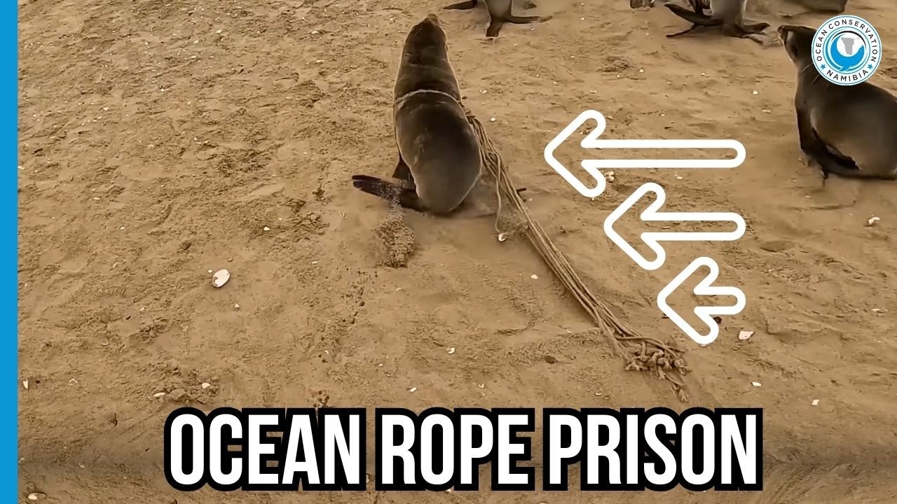 Seal Dragged Massive Rope Through Ocean