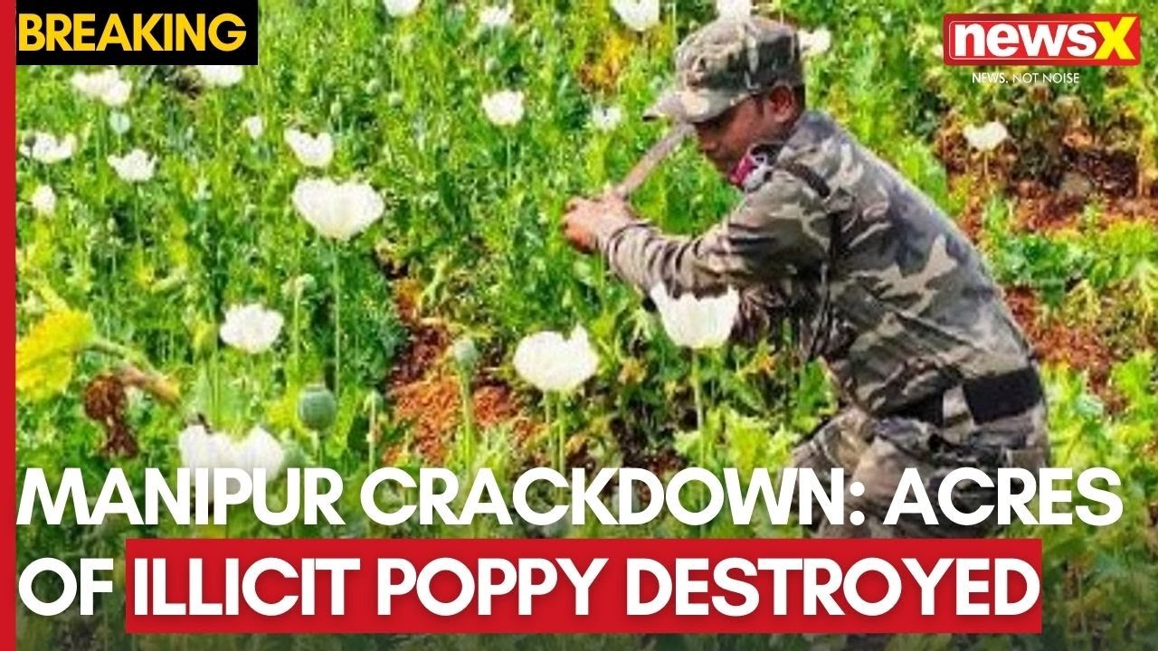 Manipur&rsquo;s Crackdown: 100+ Acres of Illicit Poppy Destroyed, 894 Weapons Surrendered | NewsX