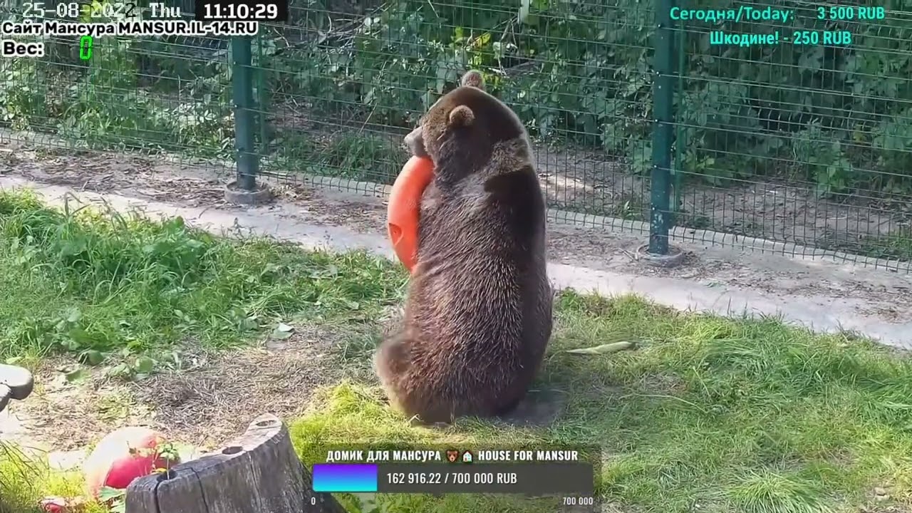 Медведь Мансур - Mansur the Bear (Друг, милый друг!!)