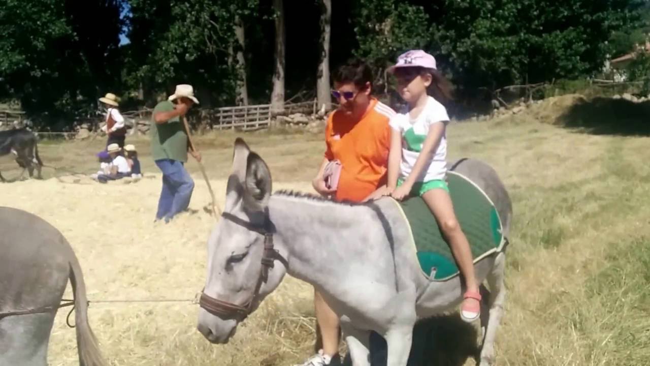 Trilla con burros. Fiesta de la era, Muñogalindo 2016.(1)