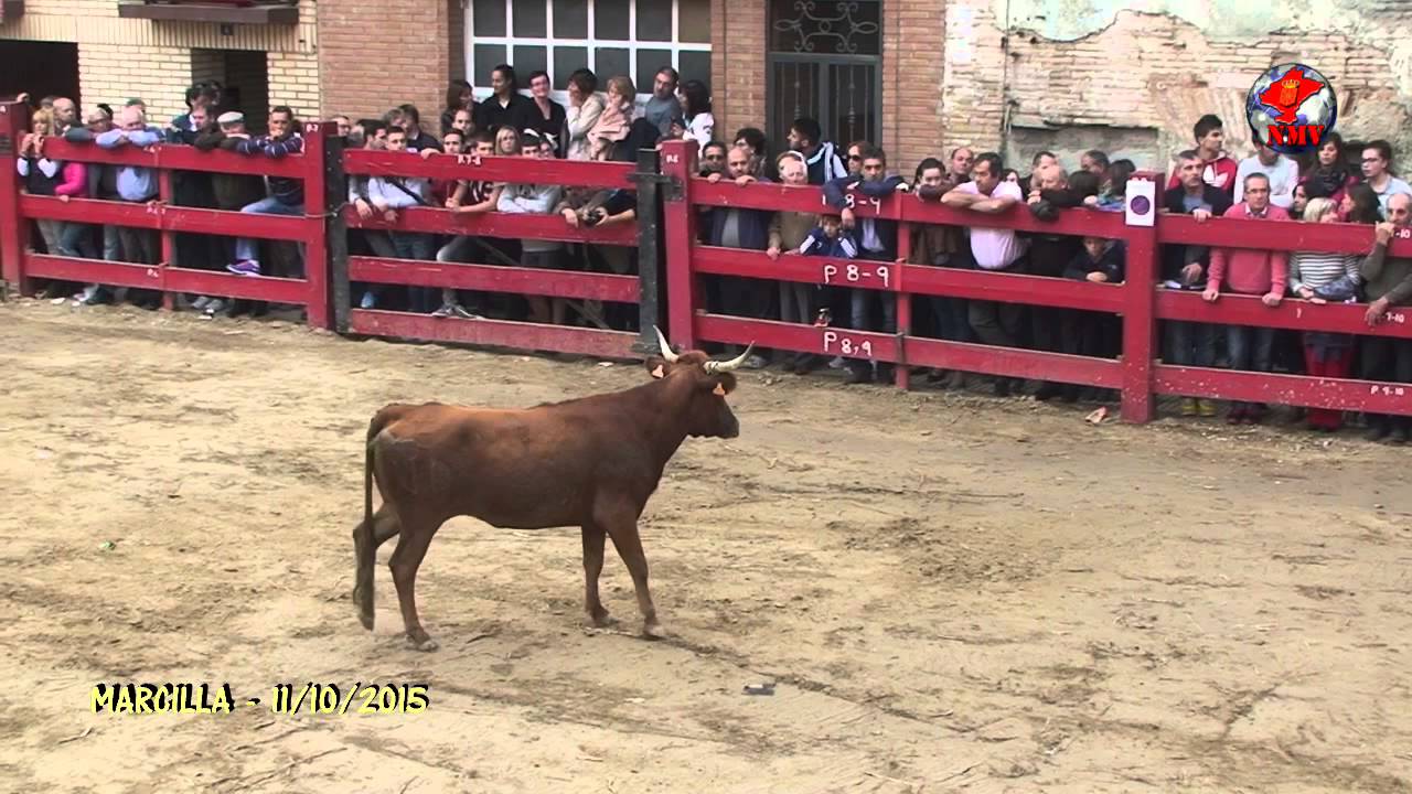 Tv Marcilla   11 10 2015   Concurso de Anillas