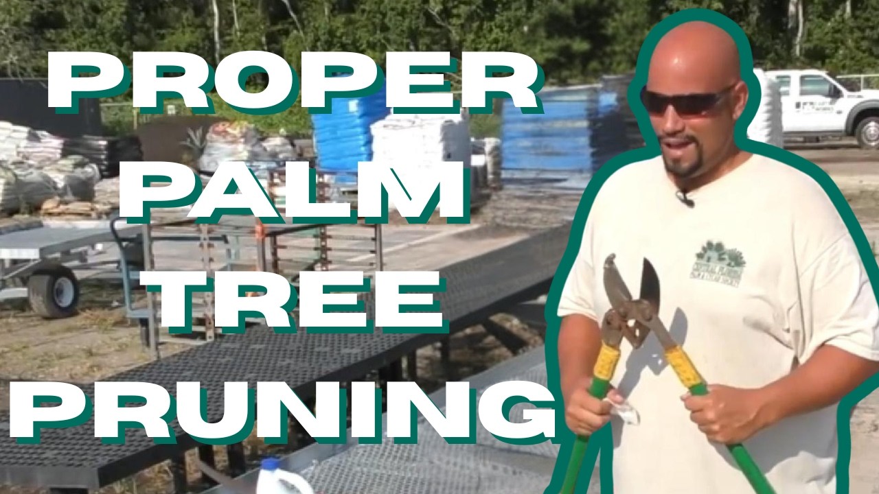 Proper Palm Pruning
