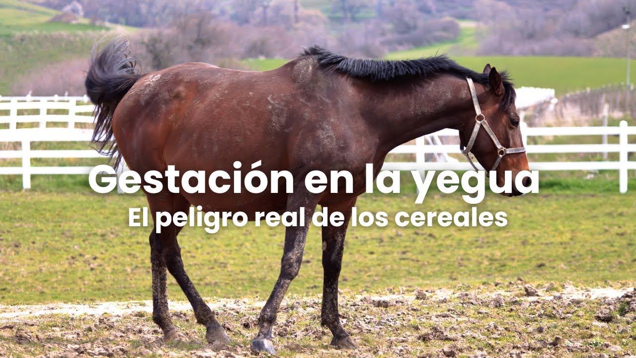 El peligro de los cereales en las yeguas gestantes es real