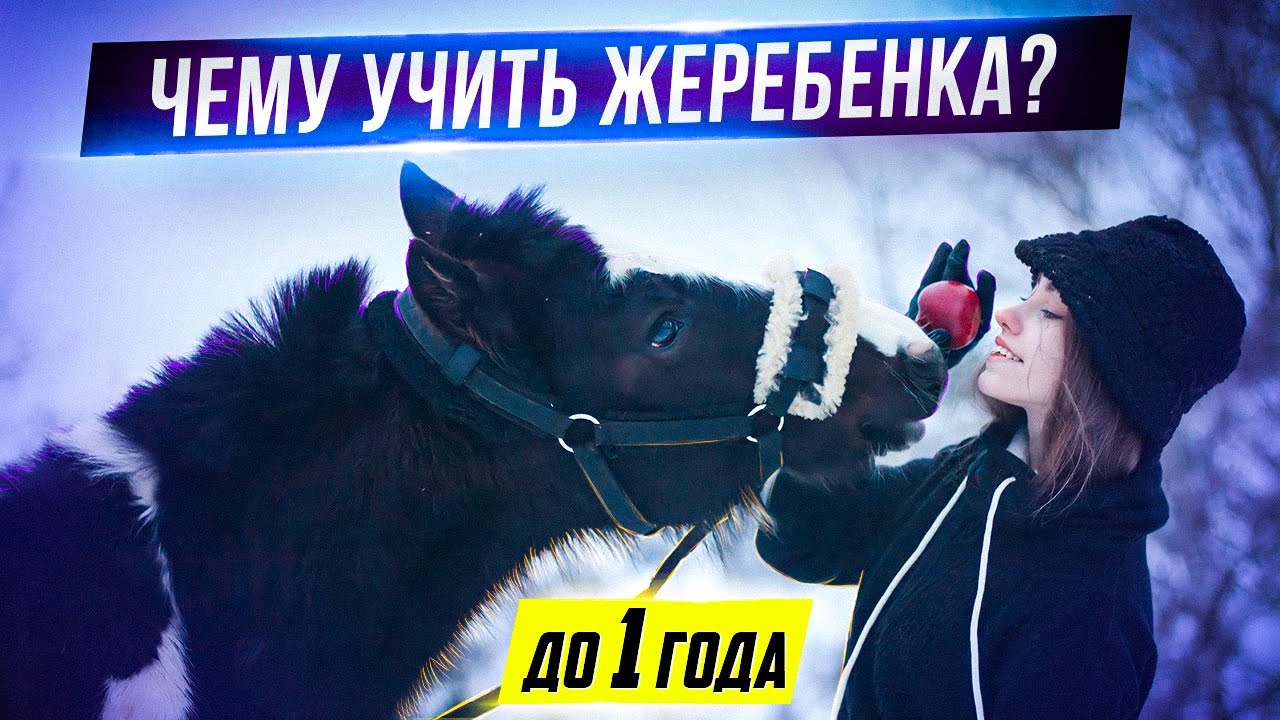 Обучение ЖЕРЕБЕНКА до 1 года // Мягкие Методы / Хардин