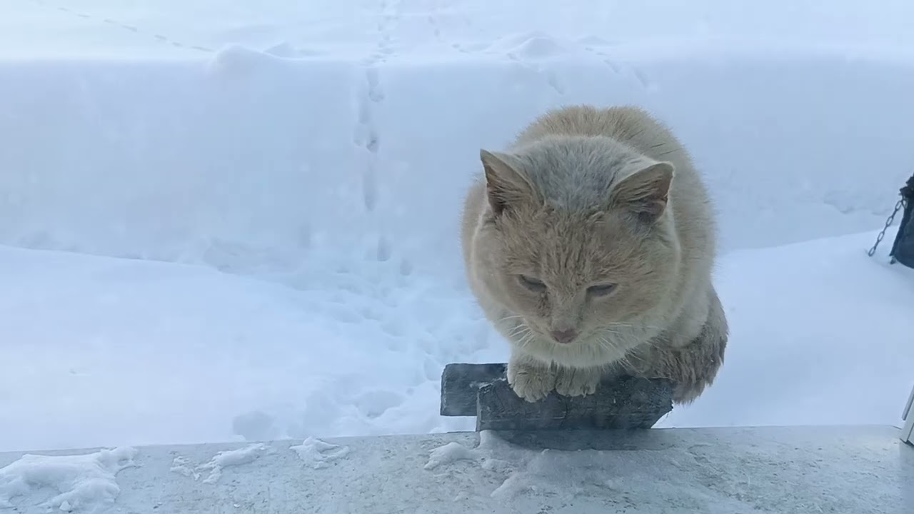 Заговор-защита в прямом эфире. Сею семена. Кот стал наш. 