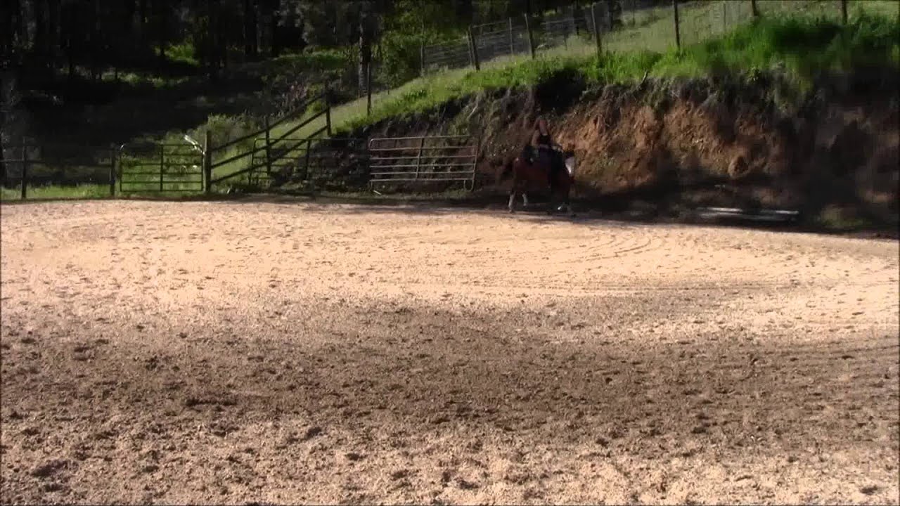Grace 2014 welsh pony mare sec b Bird's Providential Grace
