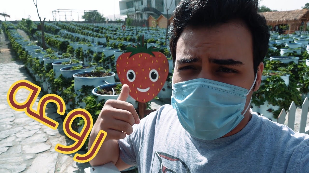 اتفرج على مزرعة الفراوله في السعودية 🍓| فيها حديقة 🦜 طيور