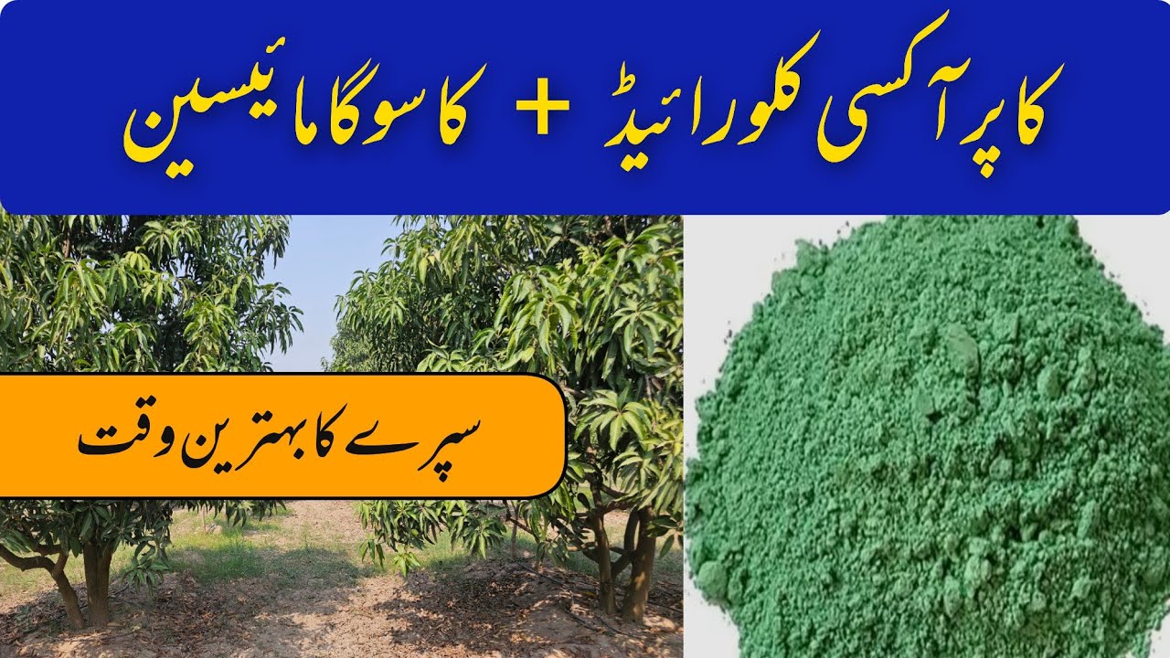 Mango Orchard Management in October | Expert Guide by Asif Hayat Tipu