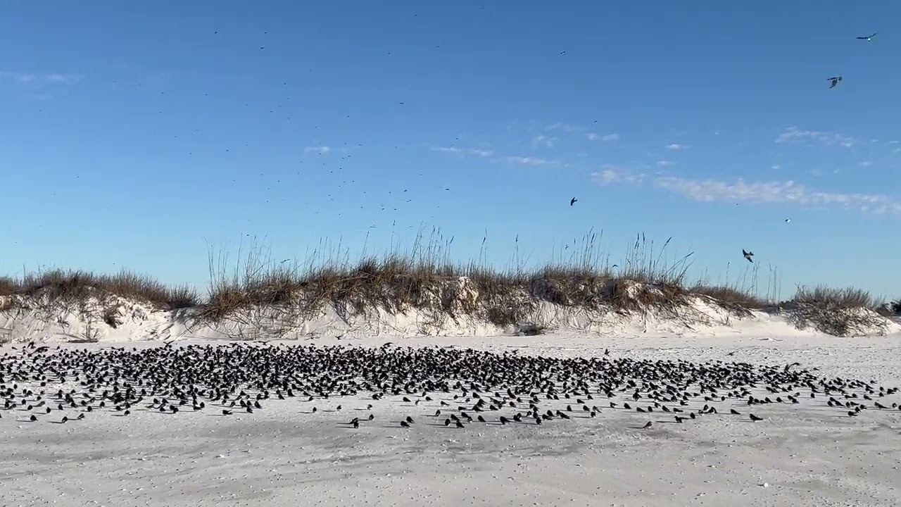Tree Swallow Crooked Island