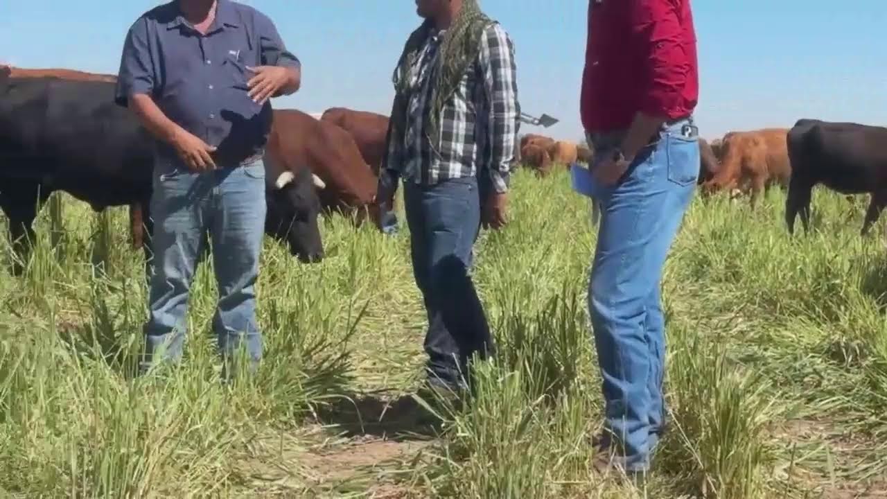 PASTOREO INTENSIVO DE PIE DE CRÍA, EN PRADERA IRRIGADA