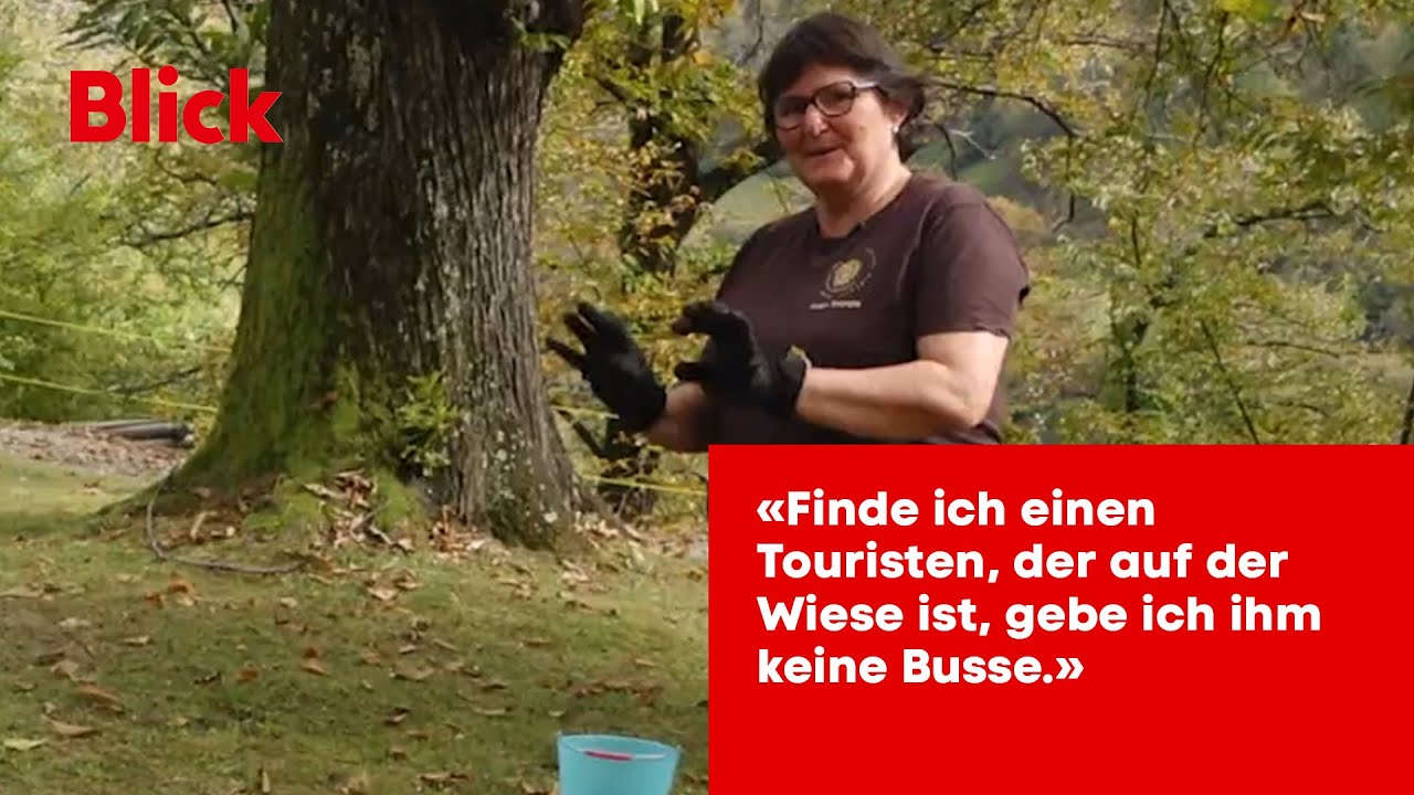 Kastanien - von der Ernte im Bündner Bergdorf bis zum Verkauf