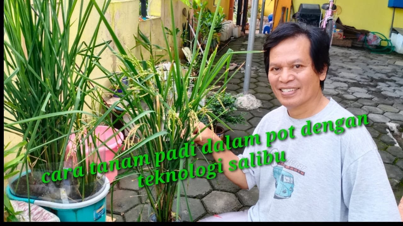 Metode tanam padi dalam pot dengan teknologi salibu