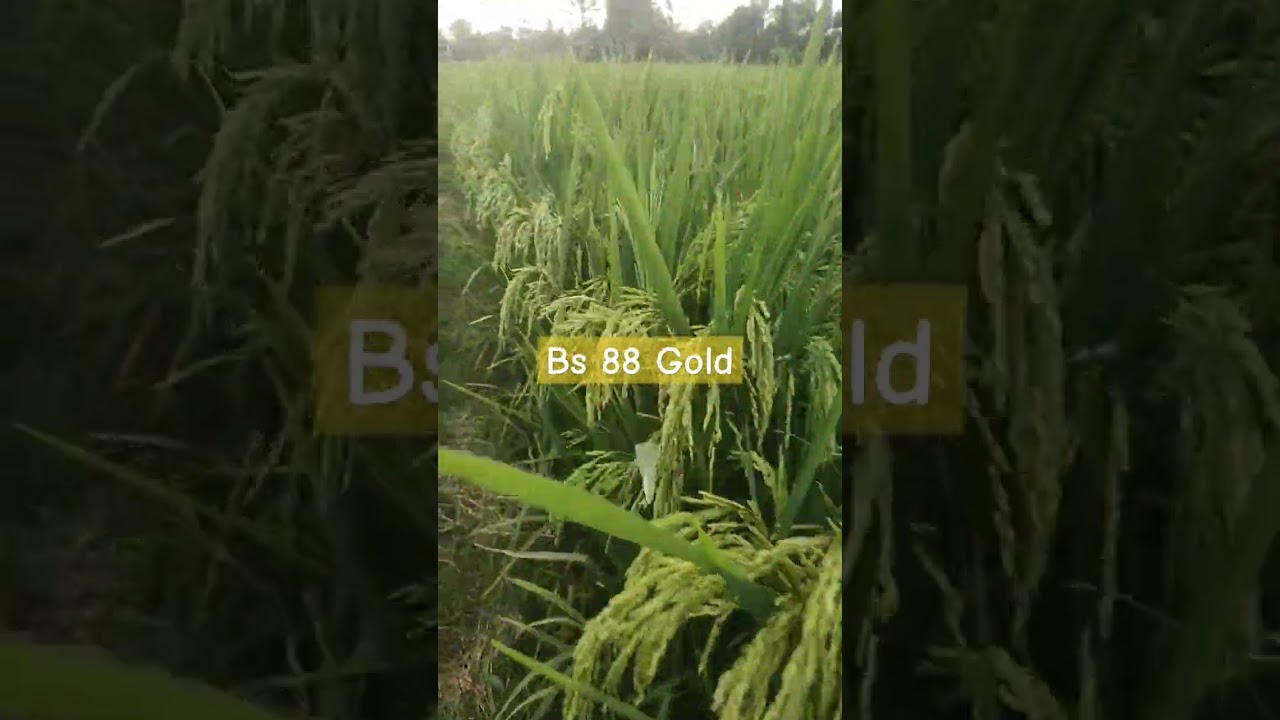 Tambah Montok BS 88 GOLD