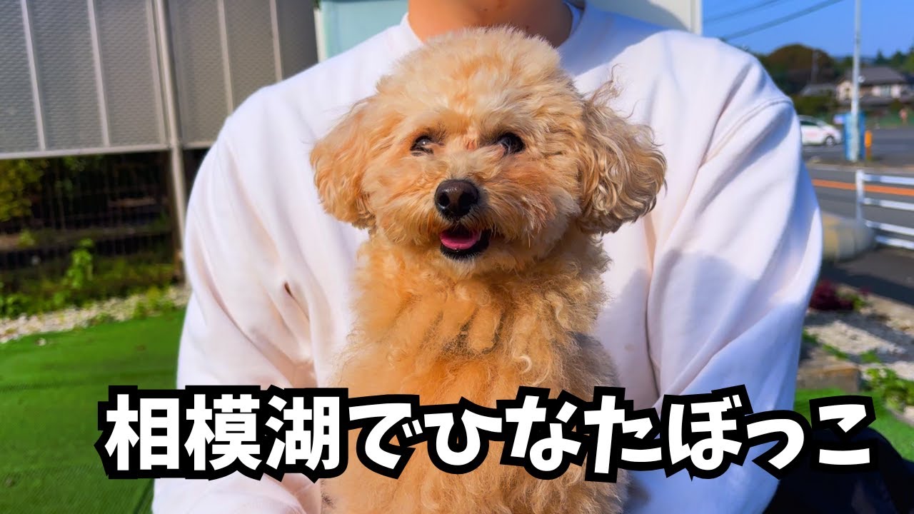 出発前から大興奮！おでかけの喜びアピールがとまらないトイプードルが可愛すぎました【犬連れドライブ】