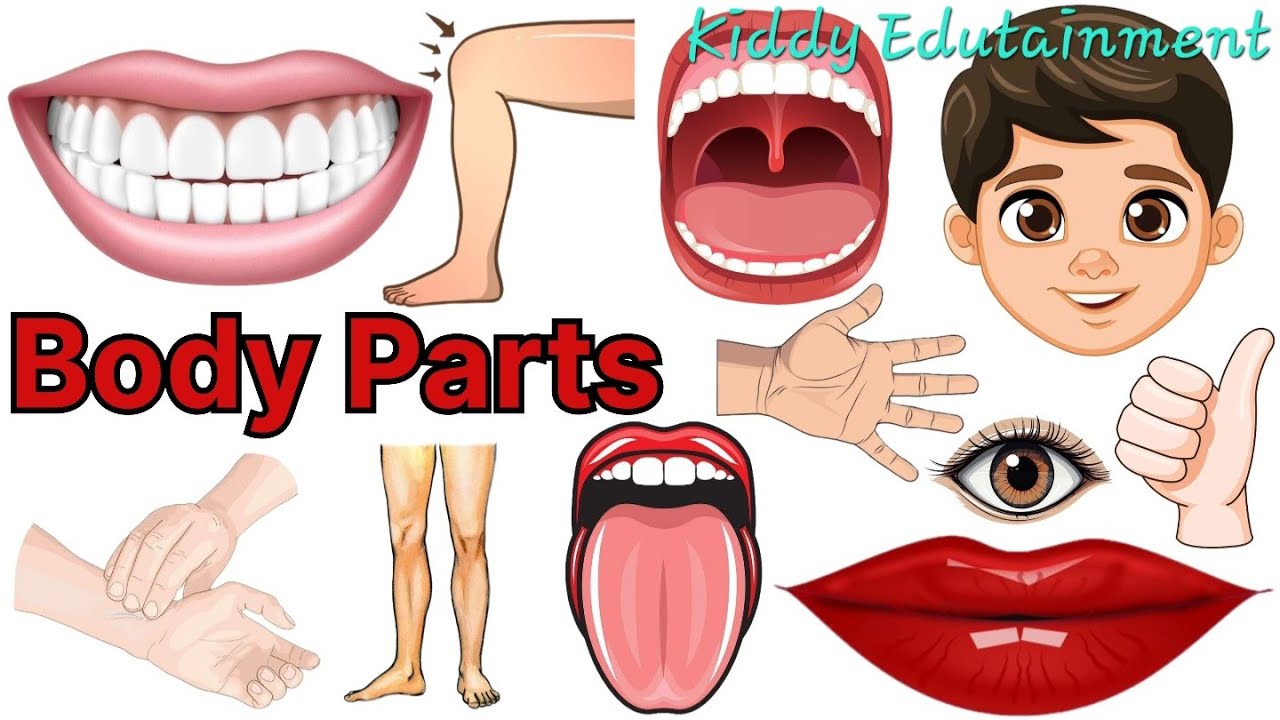 Name of the body parts | शरीर के अंगों के नाम
