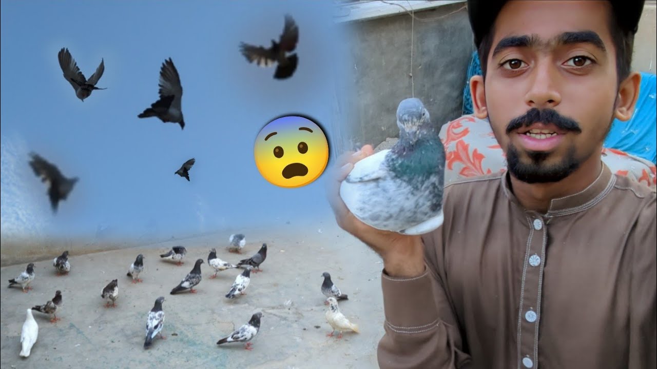 2 New Kabootar Par Khol kar Pharka Dia😨 || New Pigeons Flying🤩. #itspigenlover