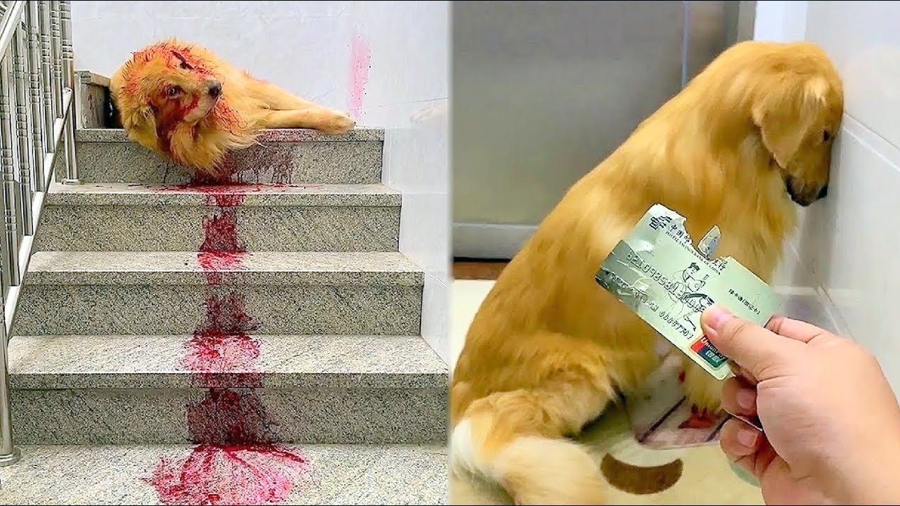 Самые умные, но жалкие собаки 😍🐶 Умная собака #63