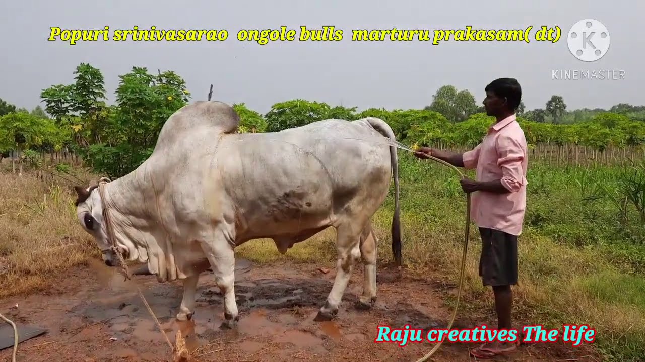 P.S.R stone pulling ongole bulls # ongole bulls