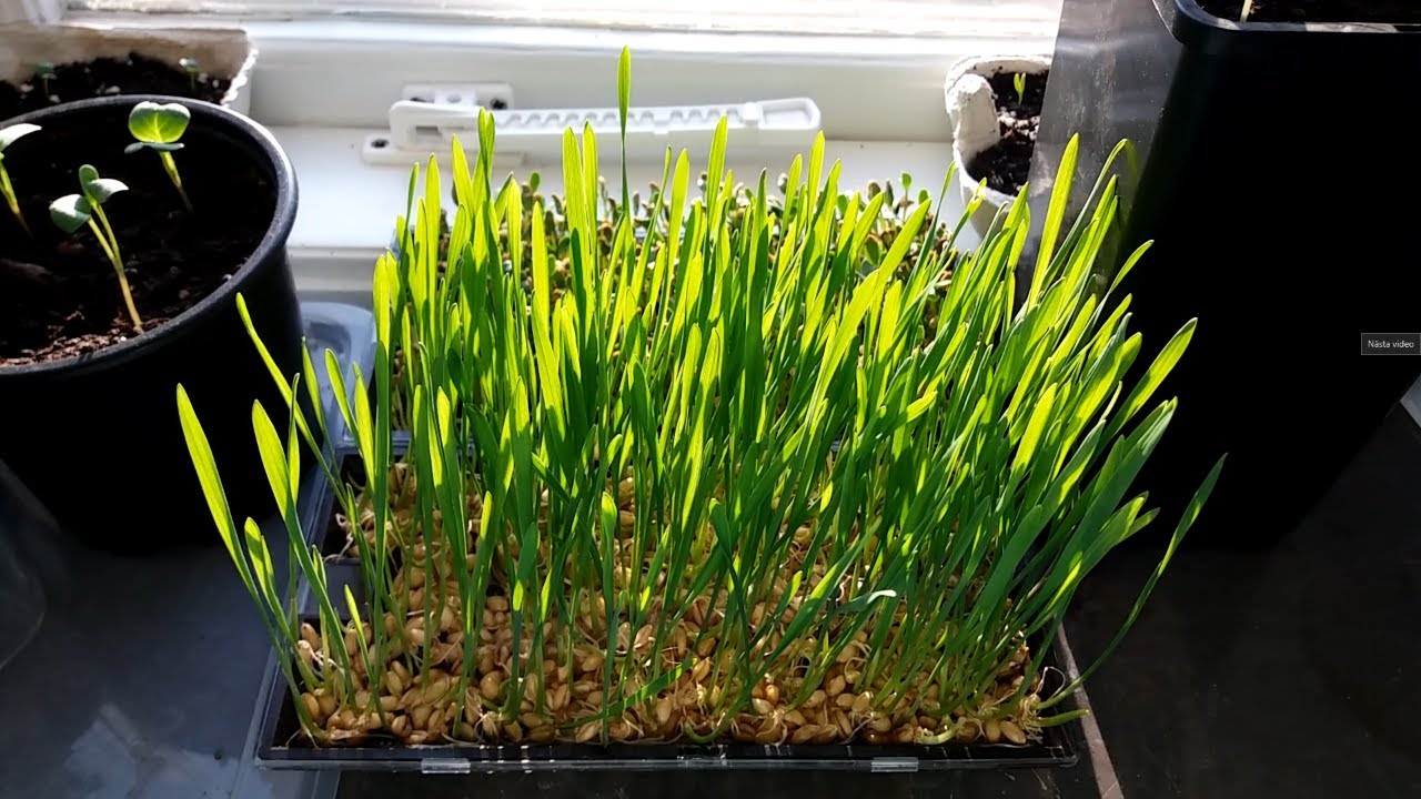 Growing Wheatgrass In Microgreens Tray