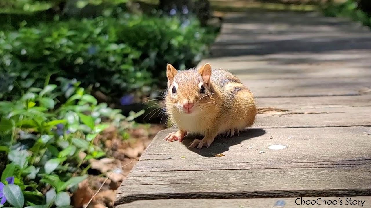 처음 보는 미스테리한 아기 다람쥐 The Mystery Of A Friendly New Baby Chipmunk