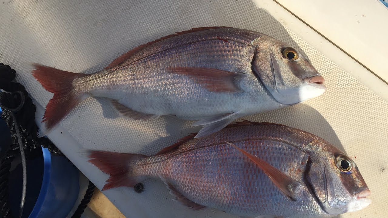 Pêche au pagre en dérive et petit Tuto pêche à la traine