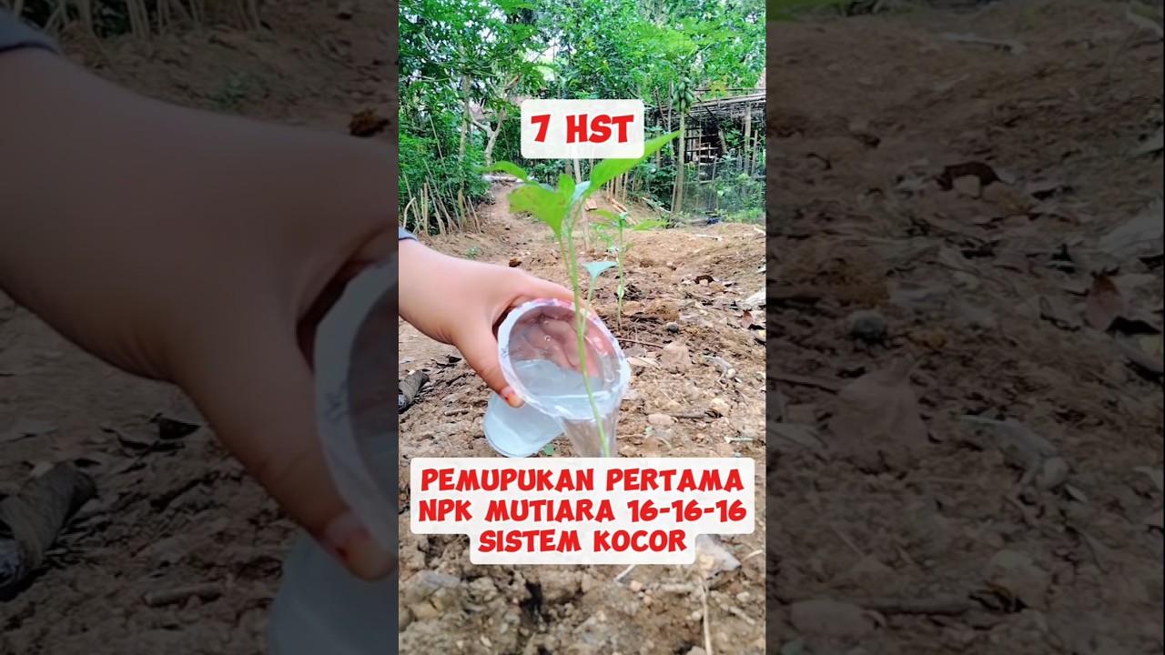 7 HST, Saatnya Beri Nutrisi Terbaik untuk Cabe Keriting #7hst #pupukcabe #agriculture #fertilizer