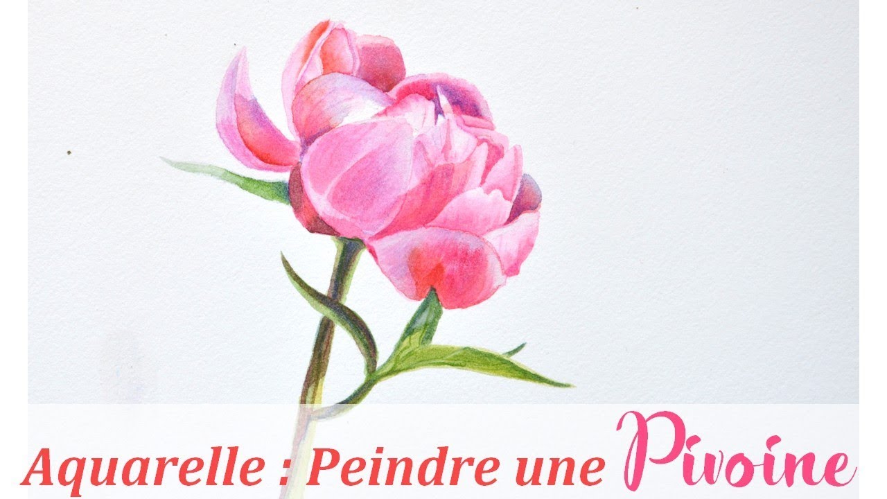 Peindre une pivoine à l'aquarelle