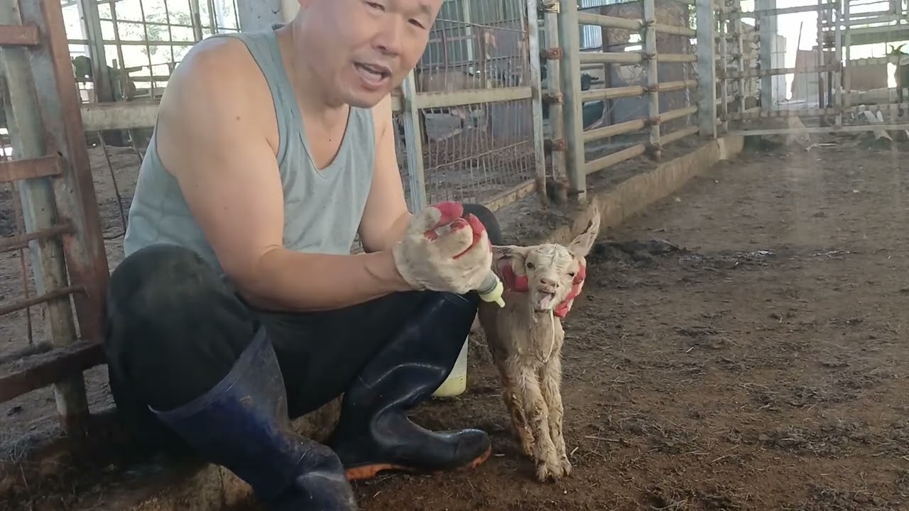 막 태어난 아기염소 초유먹이기(관장용 주사기 이용하여)