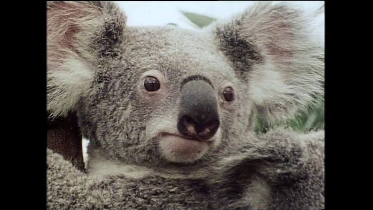 Please Don't Call me a Koala Bear | Don Spencer | Music for Kids