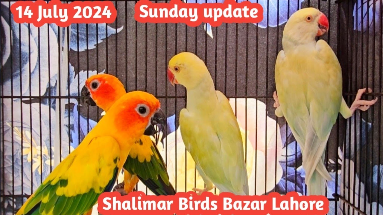 Sunday Update | Shalimar Birds Market Lahore | Itwar Birds Bazar Shalimar Lahore | zafar Lahori