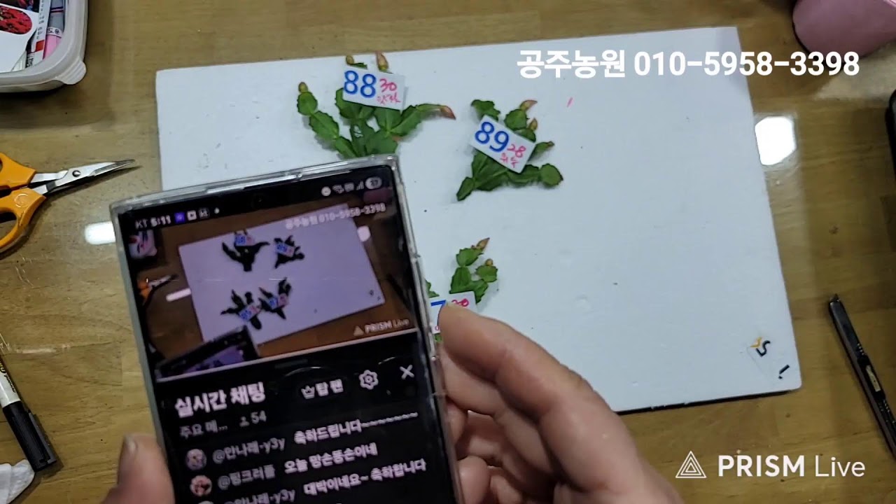 공주농원 다육식물 라이브 방송