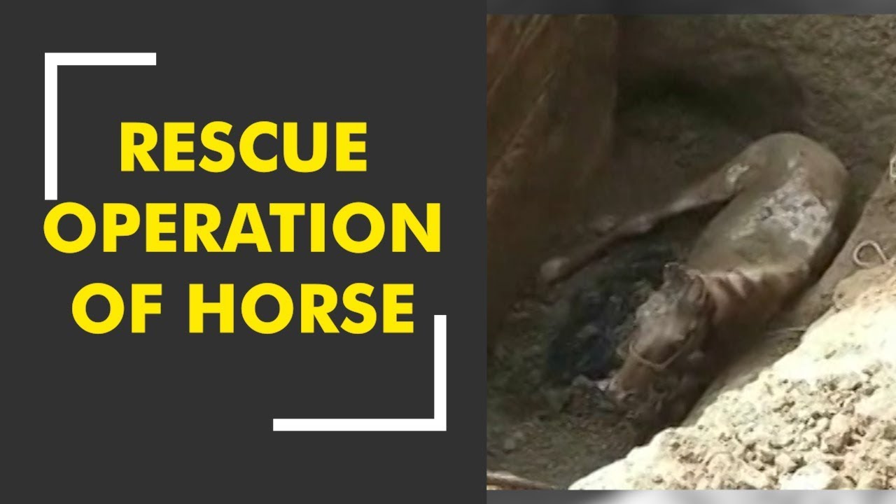 UP: Horse falls in 12 feet deep pit