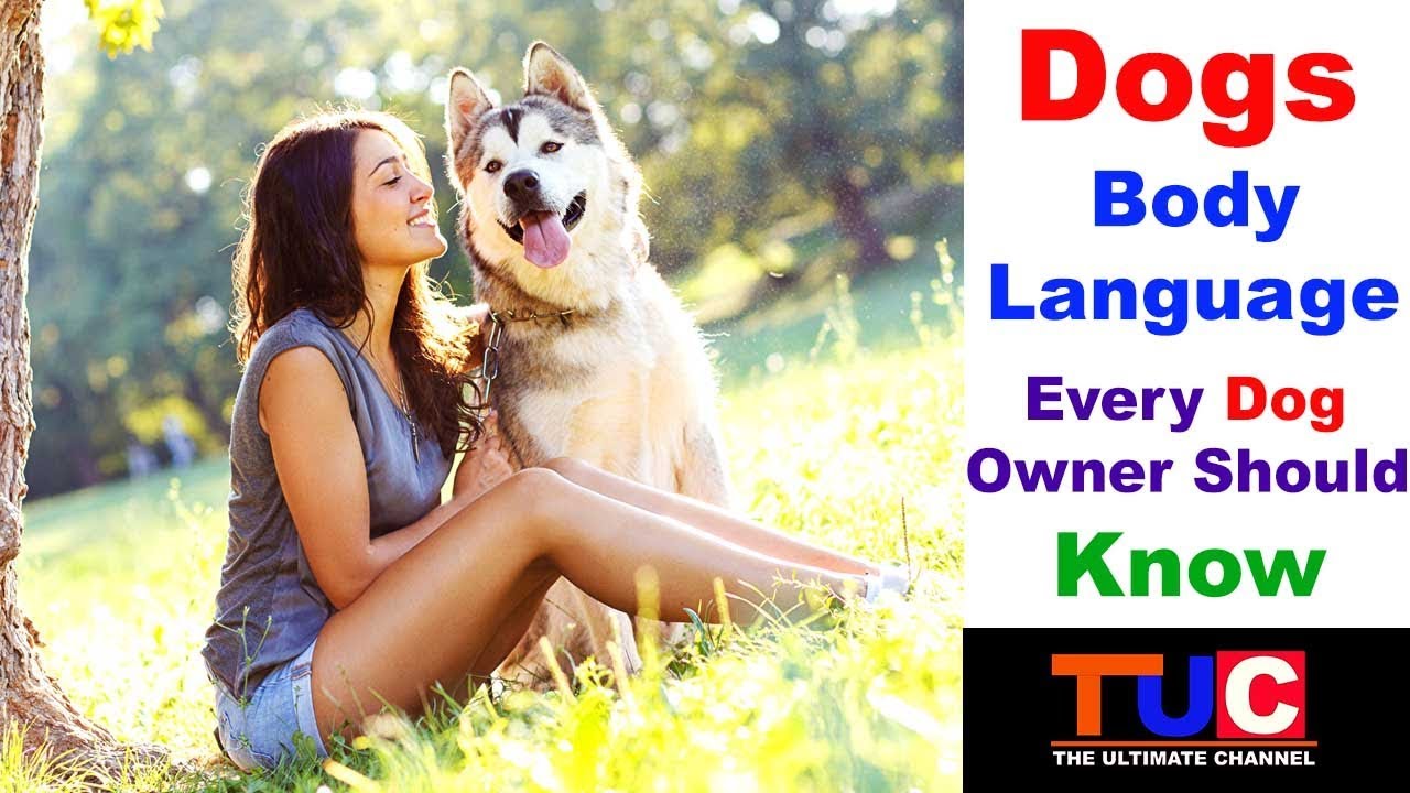 Dogs Body Language Every Dog Owner Should Know : TUC : The Ultimate Channel