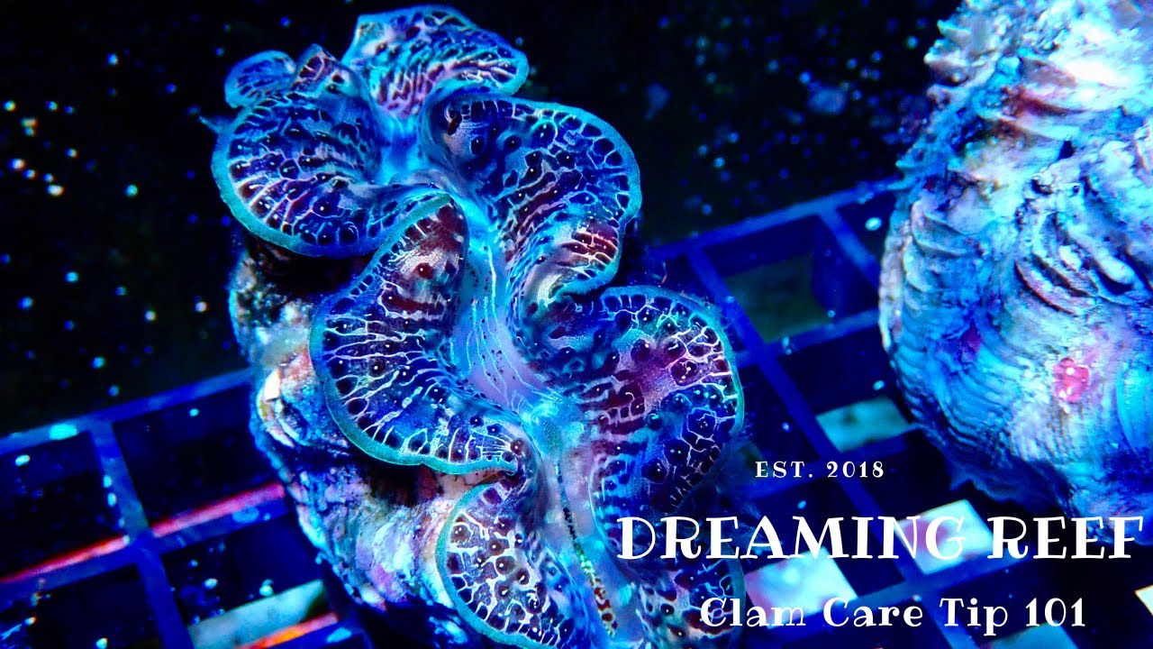 Coral Care 101 (Tridacna Clams)