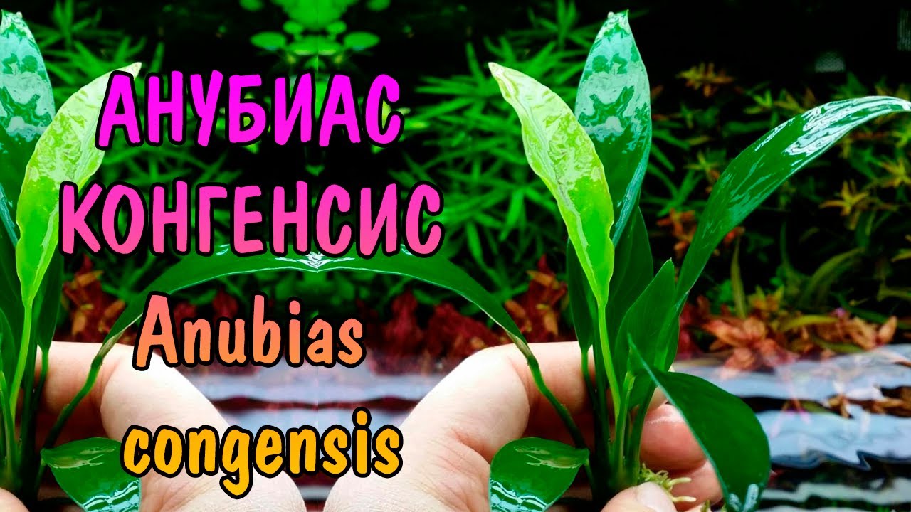 АНУБИАС КОНГЕНСИС ( Anubias congensis )