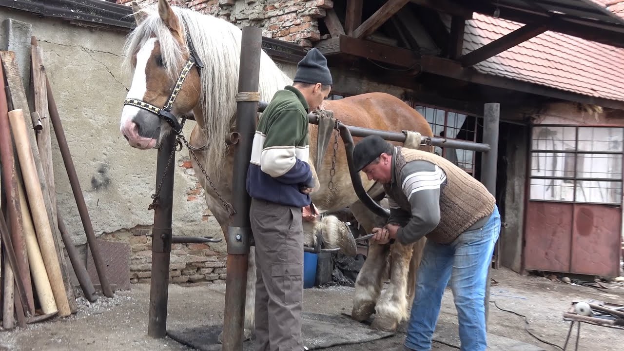 Armasarul Grizzly la potcovit Cristian, Sibiu - 2019 Nou!!!
