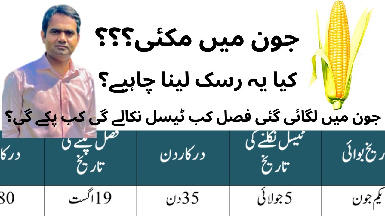 Maize sowing in June (کیا جون کے مہینے میں مکئی کاشت کر سکتے ہیں۔ فصل کو کیا خطرات ہوں گے؟)