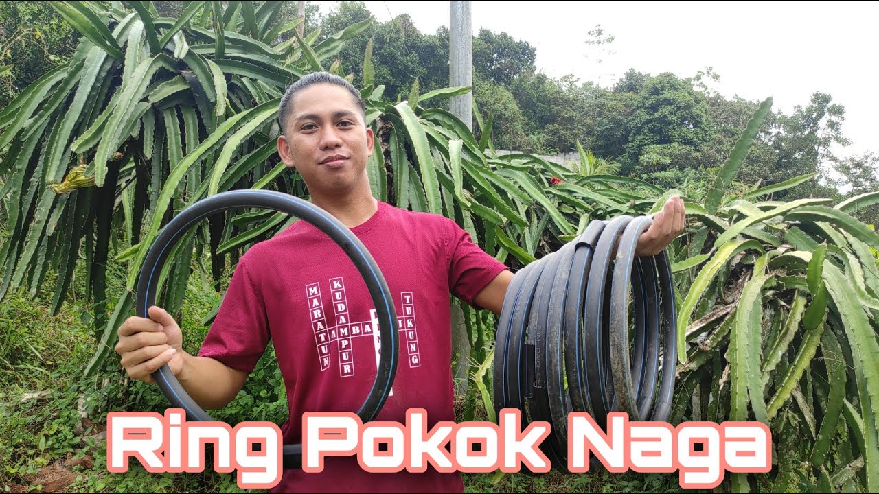 Cara Membuat Ring Pokok Naga