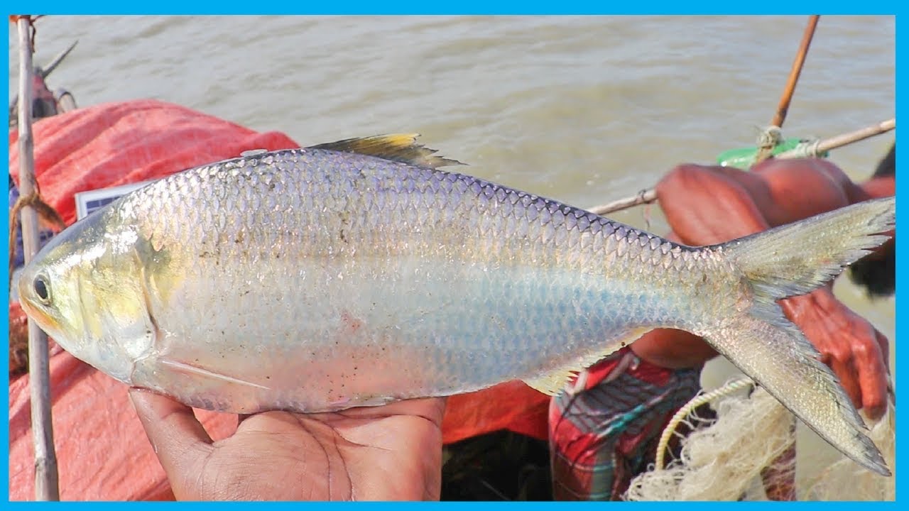 Amazing Fast Hilsa Fishing Skill (PART 37) - Catching Hilsa Fish Big on the Sea